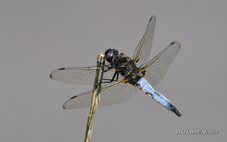 Blue Chaser (male, Libellula fulva)